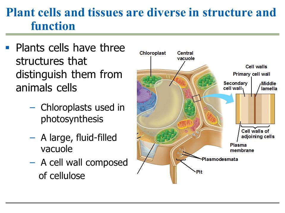 Cell Wall - What's it for?